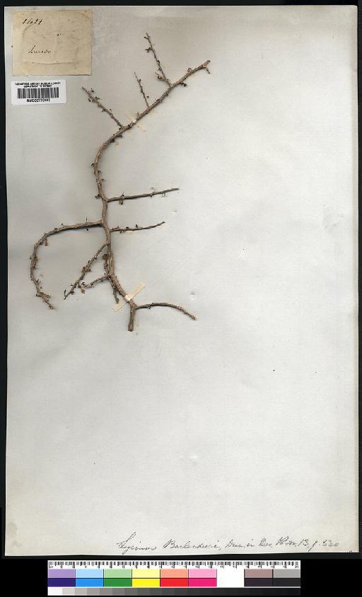 Lycium berlandieri Dunal - Spruce - BM000775902