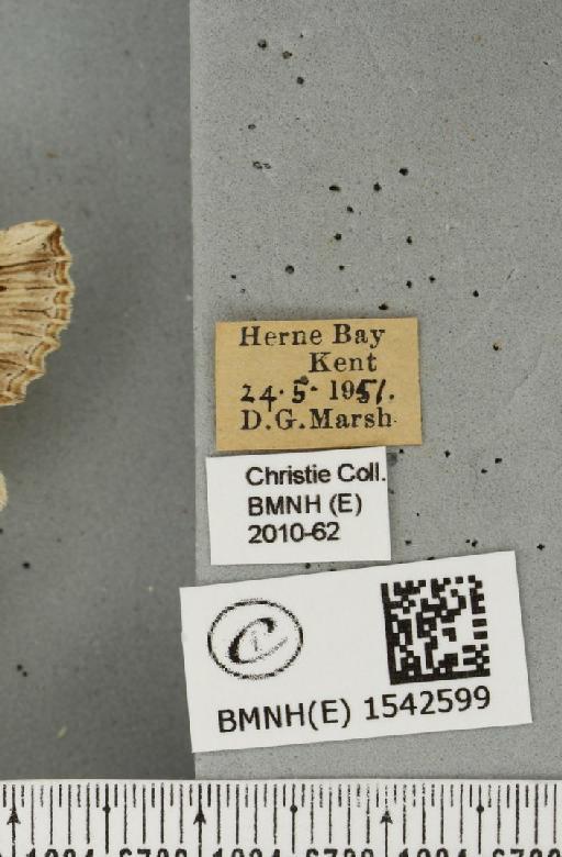 Pterostoma palpina palpina (Clerck, 1759) - BMNHE_1542599_label_246870
