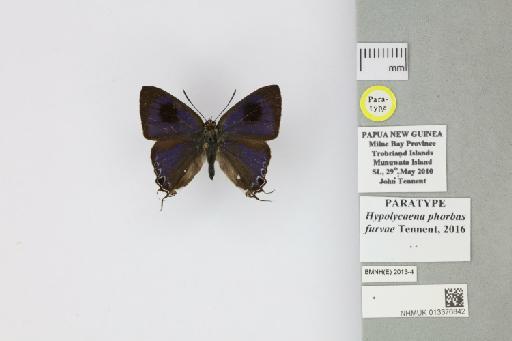 Hypolycaena phorbas furvae Tennent, 2016 - 013376842_Hypolycaena_phorbas_furvae_Tennent_2016_PT