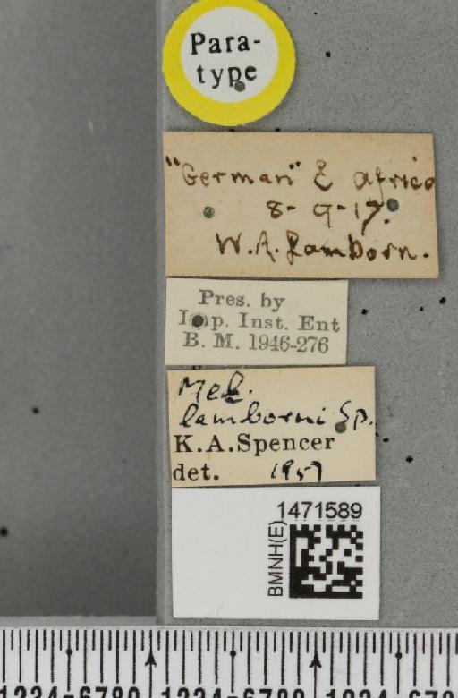 Melanagromyza solanidis Spencer, 1959 - BMNHE_1471589_label_46585
