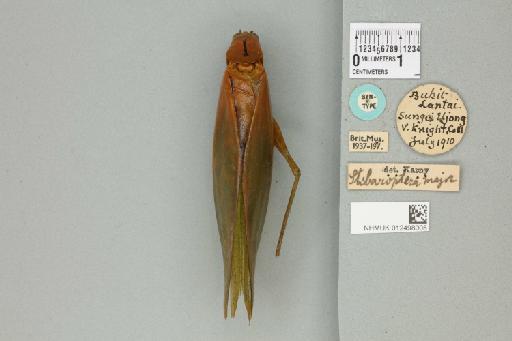 Stibaroptera major Karny, 1923 - 012498005_72285_86138