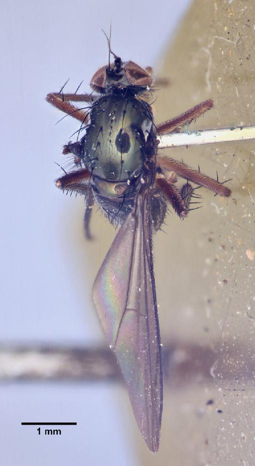 Pseudargyra tarsale (Van Duzee, 1930) - Pseudargyra_tarsale-249167-dorsal