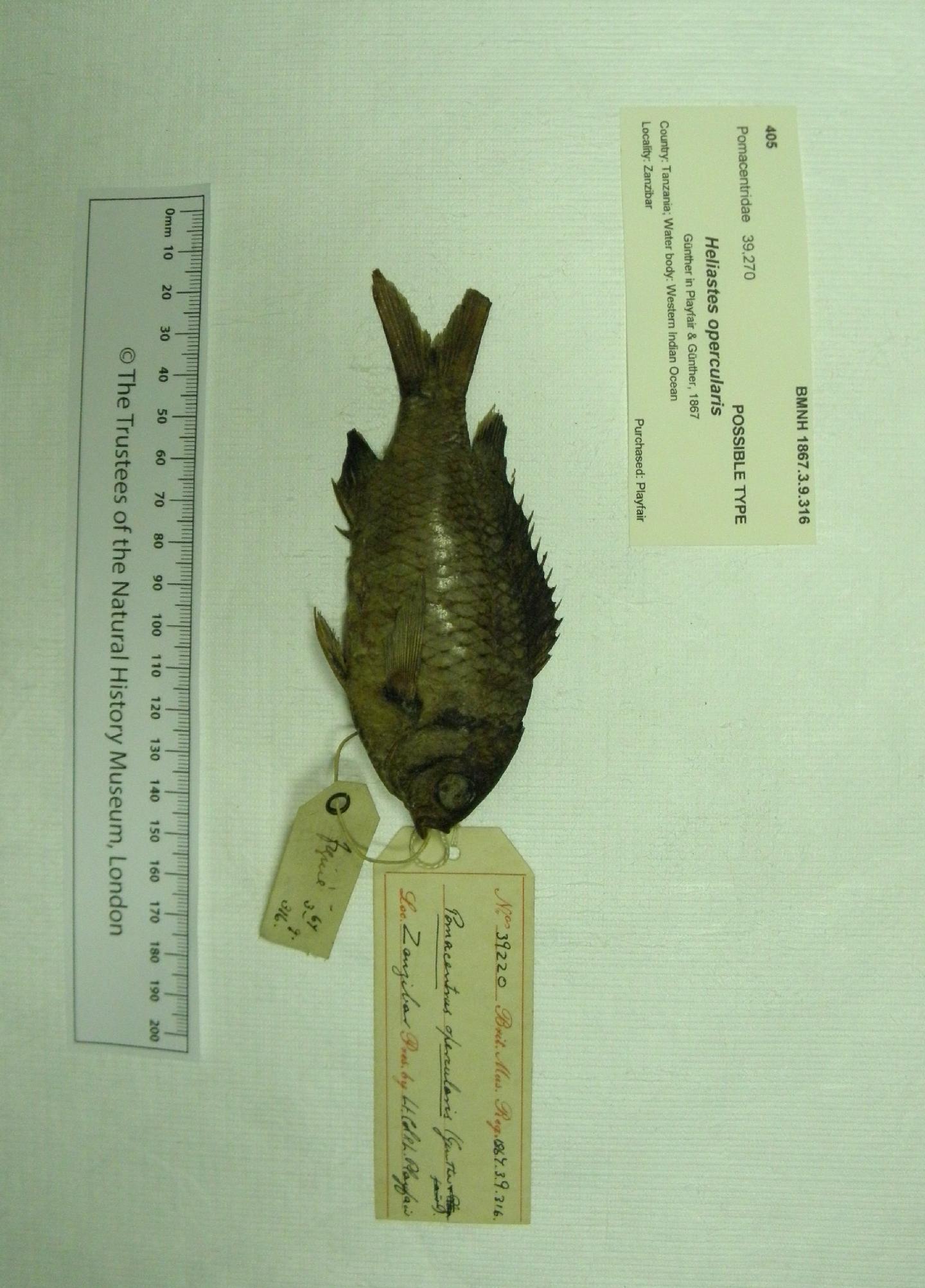 To NHMUK collection (Heliastes opercularis Günther in Playfair & Günther, 1867; HOLOTYPE; NHMUK:ecatalogue:3100608)