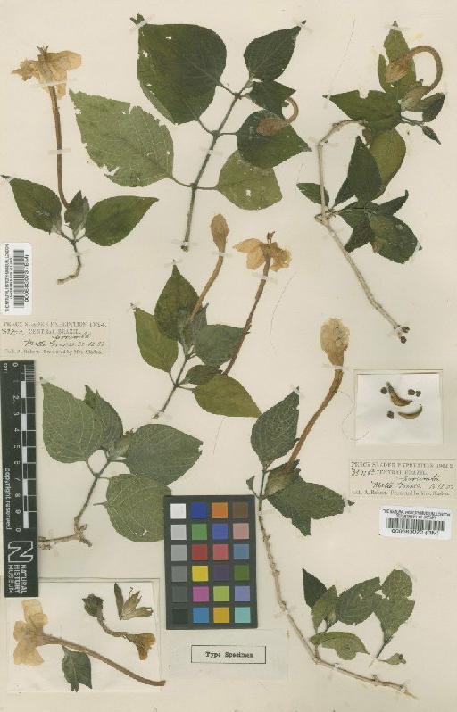 Ruellia nobilis (Moore) Lindau - BM000583073