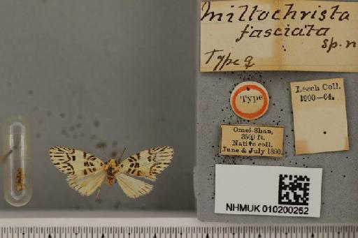Miltochrista fasciata Leech, 1899 - NHMUK010200262 Miltochrista fasciata Leech 1899 female holotype Omei-Shan