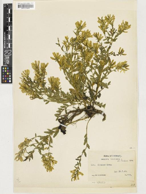 Genista tinctoria subsp. littoralis (Corb.) Rothm. - BM001036624