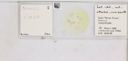 Insnesia flava Crawford, 1919 - 013482843_117197_1146266_157708_NonType