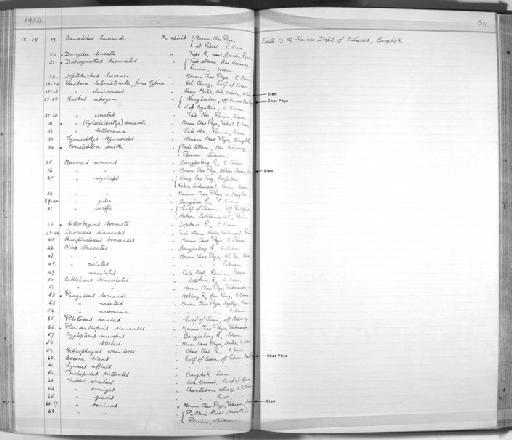 Trichopodus pectoralis Regan, 1910 - Zoology Accessions Register: Fishes: 1912 - 1936: page 311