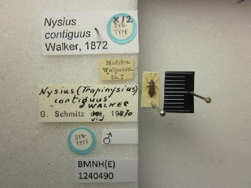 Nysius contiguus Walker, 1872 - Nysius contiguus-BMNH(E)1240490-Syntype male dorsal & labels