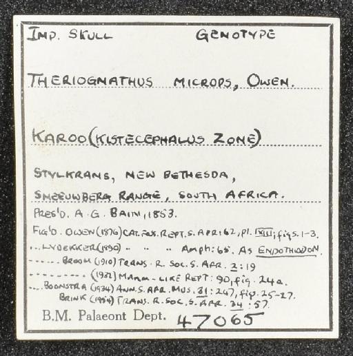 Theriognathus microps Owen, 1876 - NHMUK PV OR 47065 - label