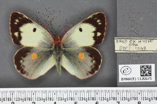 Colias croceus f. helice Hübner, 1779 - BMNHE_1120675_76633