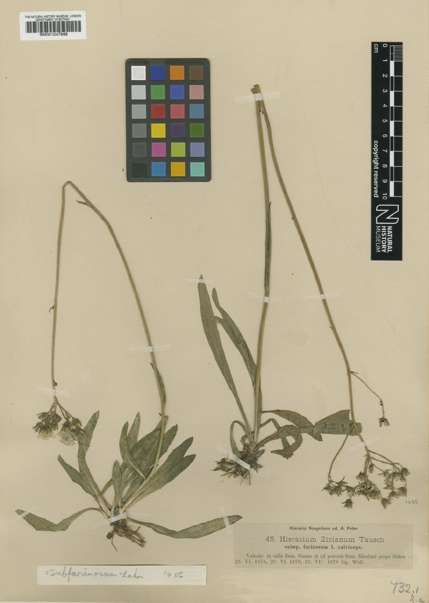 To NHMUK collection (Hieracium zizianum subsp. subfarinosum Zahn; NHMUK:ecatalogue:2817550)