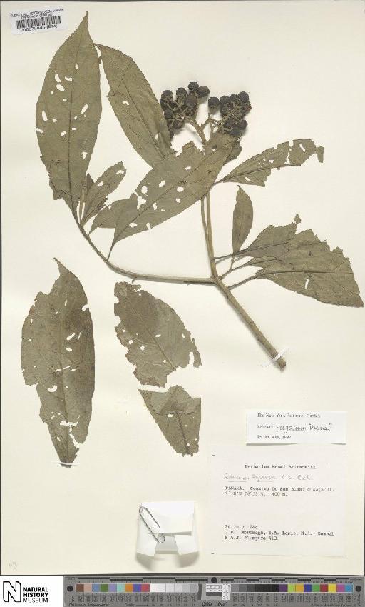 Solanum rugosum Dunal - BM000579845