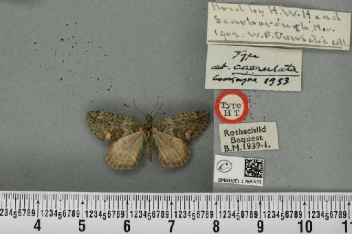 Chloroclysta siterata ab. caerulata Cockayne, 1953 - BMNHE_1765531_346738