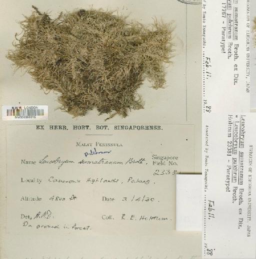 Leucobryum sumatranum Broth. ex Dixon - BM000866915