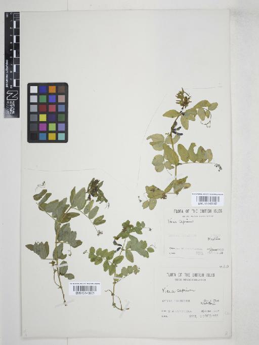 Vicia sepium L. - 015143802