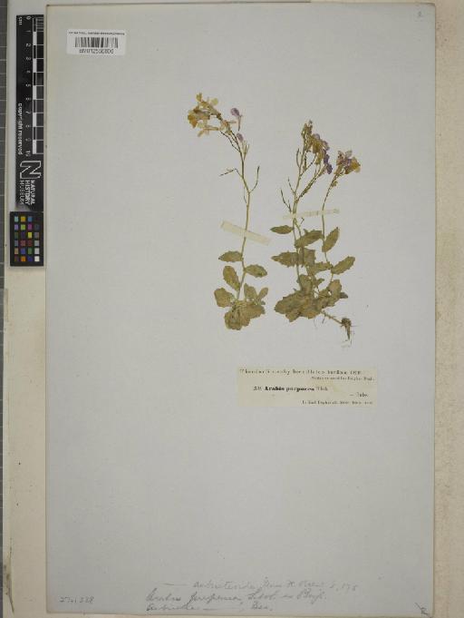 Arabis aubrierioides Boiss. - BM012558806