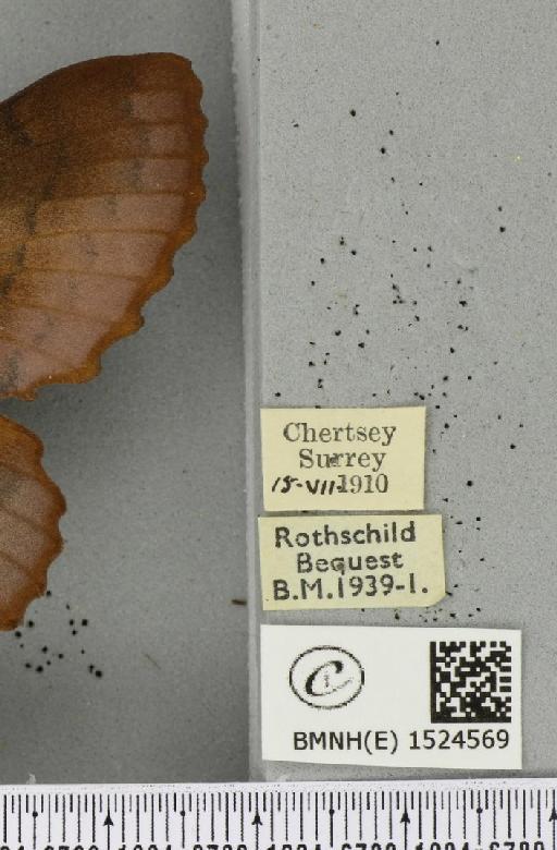Gastropacha quercifolia (Linnaeus, 1758) - BMNHE_1524569_label_198661