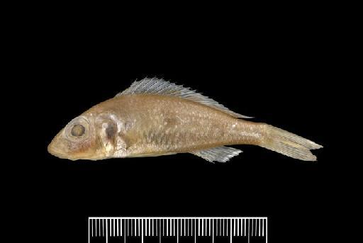 Pelmatochromis stappersii Boulenger, 1914 - P.stappersii SYNTYPEd