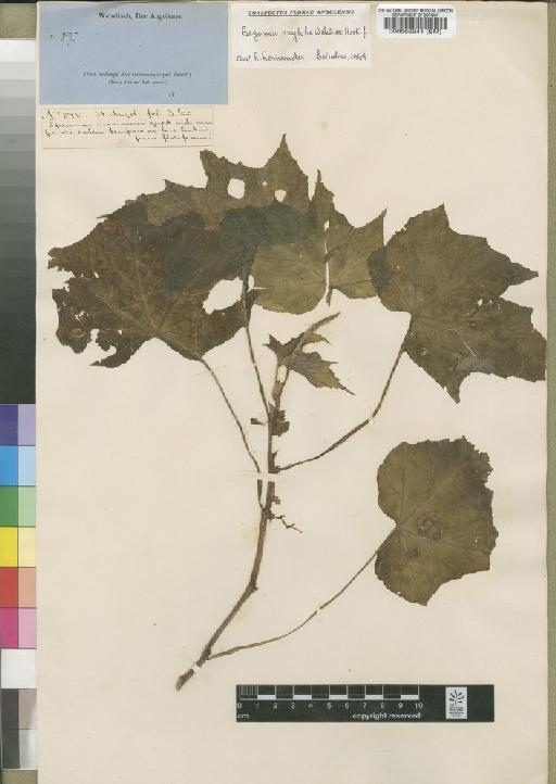 Begonia oxyloba Welw. - BM000566941