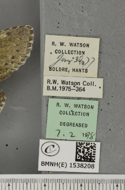 Stauropus fagi fagi (Linnaeus, 1758) - BMNHE_1538208_label_242778