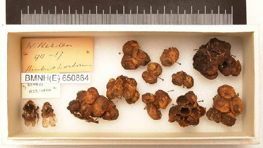 Bombus (Megabombus) hortorum (Linnaeus, 1761) - Hymenoptera Nest BMNH(E) 650864