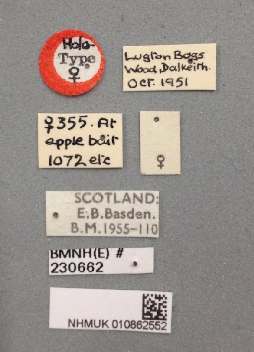 Drosophila silvestris Basden, 1954 - 010862552 Drosophila silvestris holotype female labels