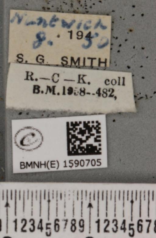 Idaea biselata ab. fimbriolata Stephens, 1831 - BMNHE_1590705_label_265710