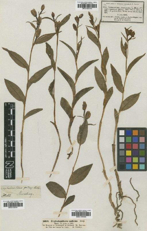 Cephalanthera damasonium (Mill.) Druce - BM001066491