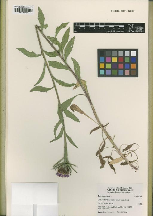 Centaurea nigra L. - BM000954695