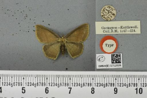 Cyclophora linearia ab. infuscata Prout, 1913 - BMNHE_1712026_276621