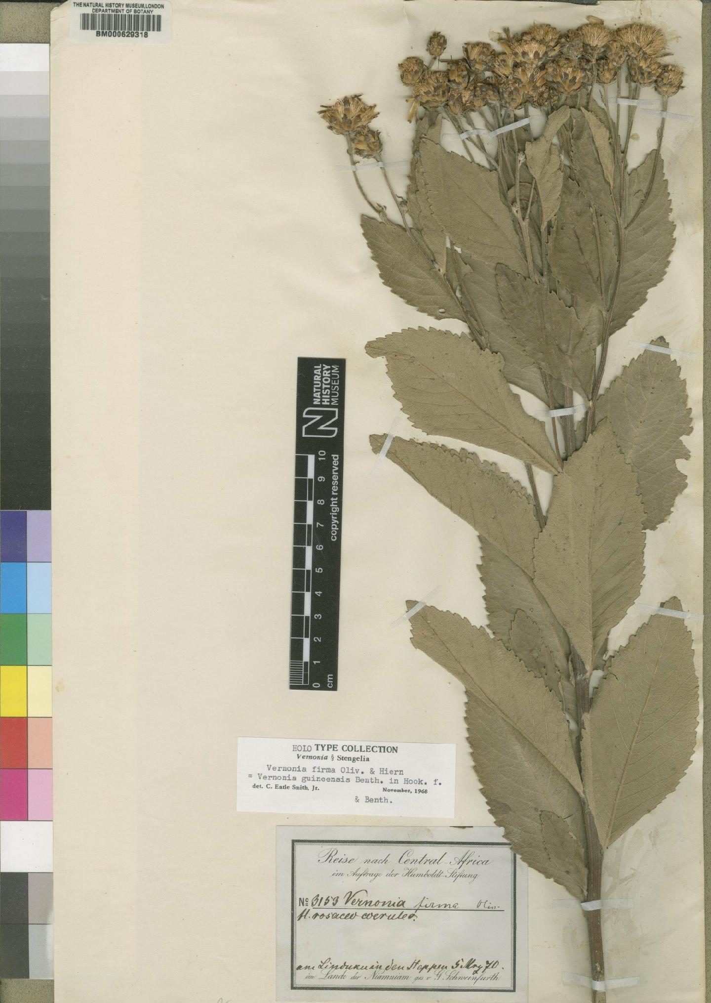 To NHMUK collection (Vernonia guineensis Benth.; Holotype; NHMUK:ecatalogue:4528549)