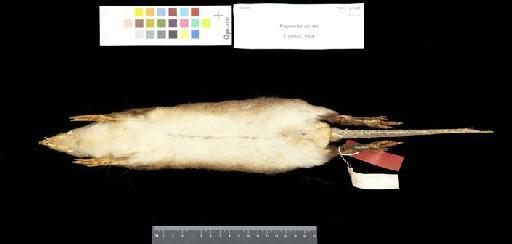 Perameles ornata Thomas, 1904 - 1903.12.1.23_Skin_Ventral