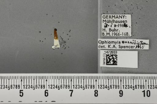 Ophiomyia ononidis Spencer, 1966 - BMNHE_1472633_60381