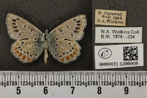 Polyommatus icarus icarus ab. apicojuncta Courvoisier, 1910 - BMNHE_1298608_149274