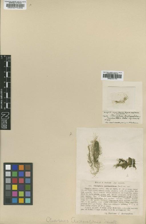 Cladophora arechavaletana Hauck - BM000937290