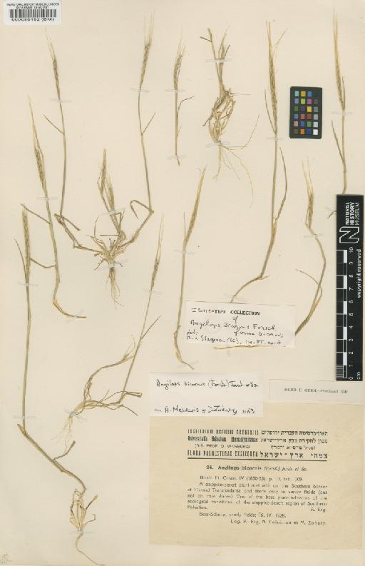 Aegilops bicornis (Forssk.) Jaub. & Spach - BM000086482