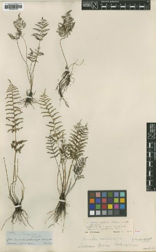 Lindsaea meifolia (Kunth) Mett. ex Kuhn - BM000937656