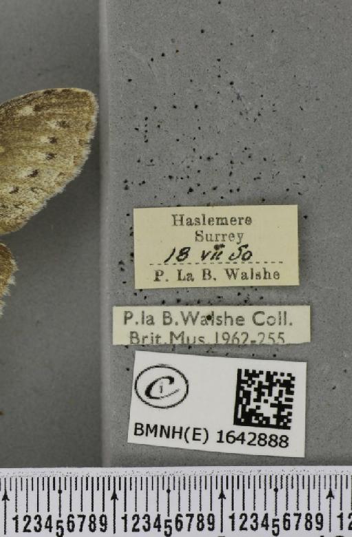 Stauropus fagi fagi (Linnaeus, 1758) - BMNHE_1642888_label_242464