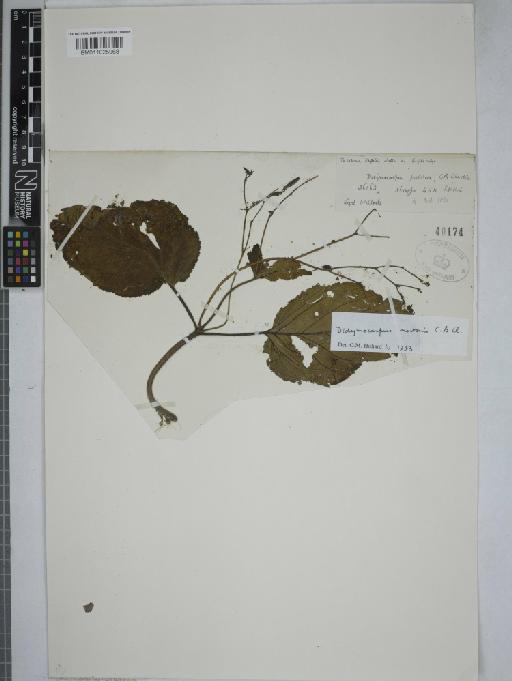 Didymocarpus mortonii - 011025968