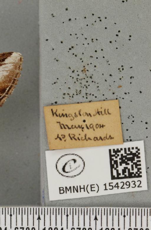 Pheosia gnoma (Fabricius, 1777) - BMNHE_1542932_label_246317