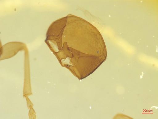 Eumolpinae Hope, 1840 - 010131375___3