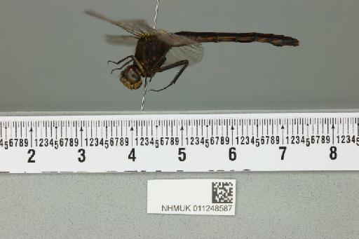 Nesciothemis fitzgeraldi Pinhey, 1956 - 011248587_lateral