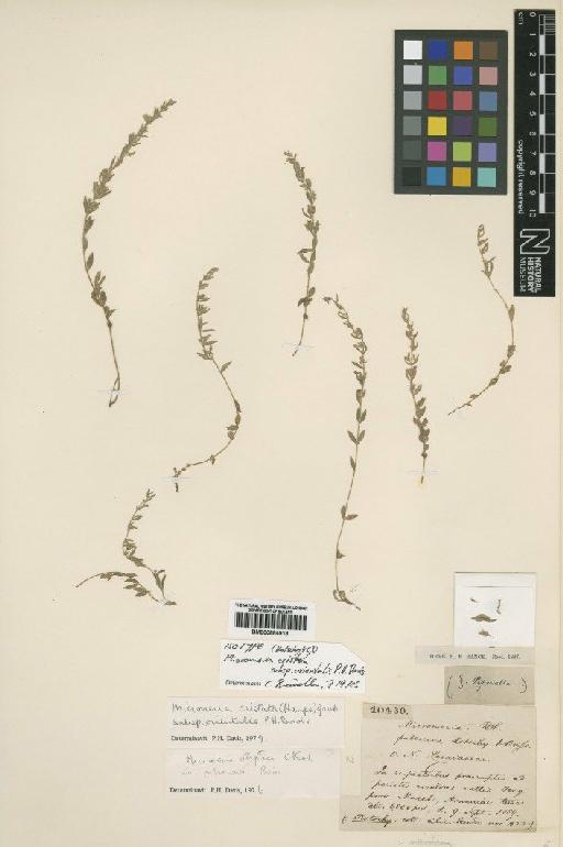 Micromeria cristata subsp. orientalis P.H.Davis - BM000884918