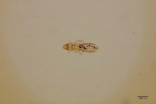 Formicaricola analoides mexicanus Carriker, 1957 - 010671011_specimen