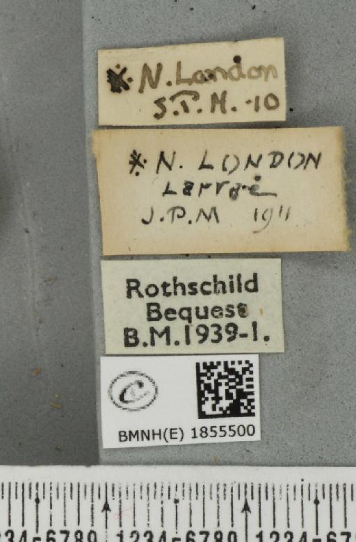 Abraxas grossulariata ab. semiviolacea Raynor, 1903 - BMNHE_1855500_label_416177