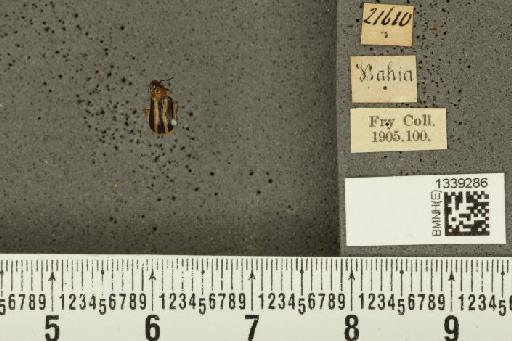 Acalymma bivittulum (Kirsch, 1883) - BMNHE_1339286_20501