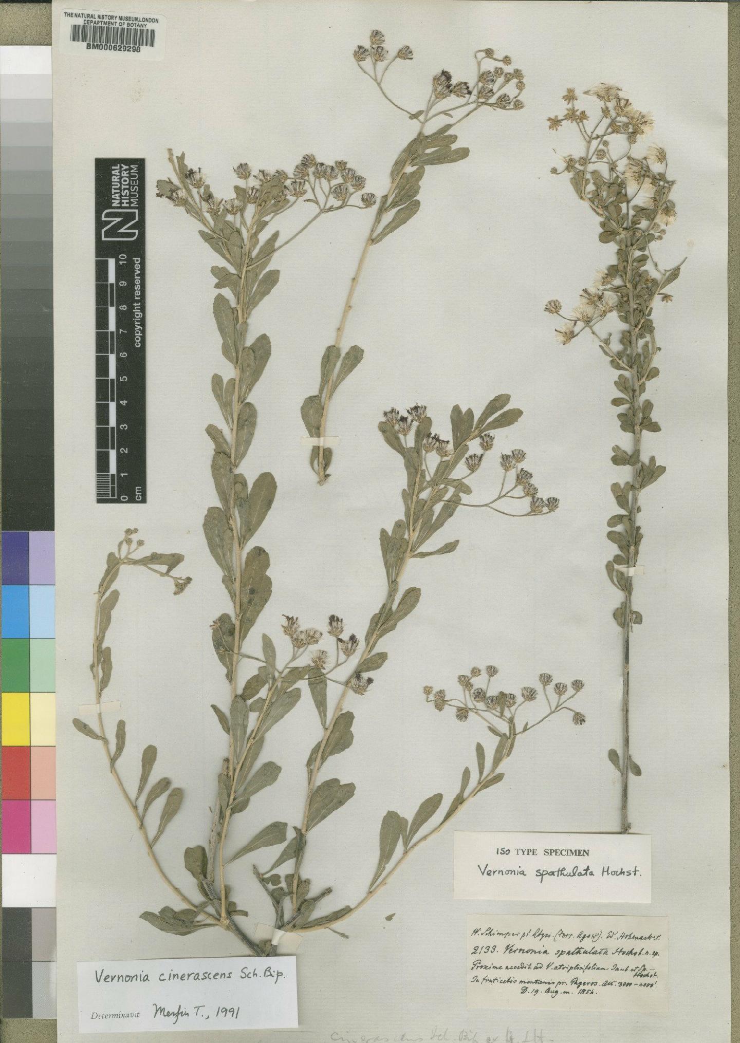 To NHMUK collection (Vernonia cinerascens Sch.Bip.; Isotype; NHMUK:ecatalogue:4528584)
