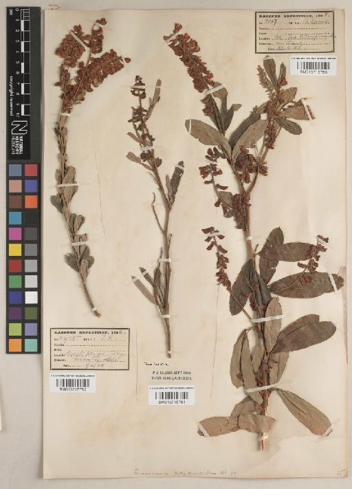 Eriosema psoraleoides (Lam.) G.Don - BM013715762