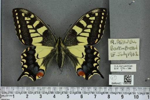 Papilio machaon britannicus Seitz, 1907 - BMNHE_1089206_64006